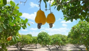 EMBRAPA E IBGE realizam evento nesta quinta(14) sobre produção de caju em 2020